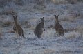 frosty roos 2